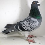 PL-0235-15-2001 Samczyk Oryg. Blecharczyk