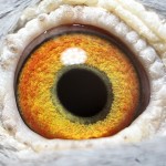 PL-0235-15-2001 Samczyk Oryg. Blecharczyk oko