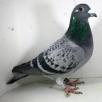 PL-0235-15-221 Samiczka Oryg. Zagata