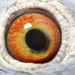 PL-0235-15-221 Samiczka Oryg. Zagata oko