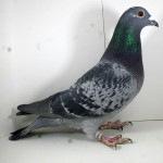 PL-0235-15-225 Samiczka Oryg. Zagata