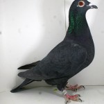 PL-0236-15-277 Samiczka Oryg. Jan Bochenczak