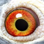 PL-0236-15-277 Samiczka Oryg. Jan Bochenczak oko