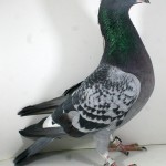 PL-0236-15-283 Samczyk Oryg. Jan Bochenczak