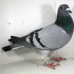 PL-0237-15-12066 Samiczka Oryg. Jan Bochenczak