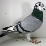 PL-0237-15-12069 Samiczka Oryg. Zagata